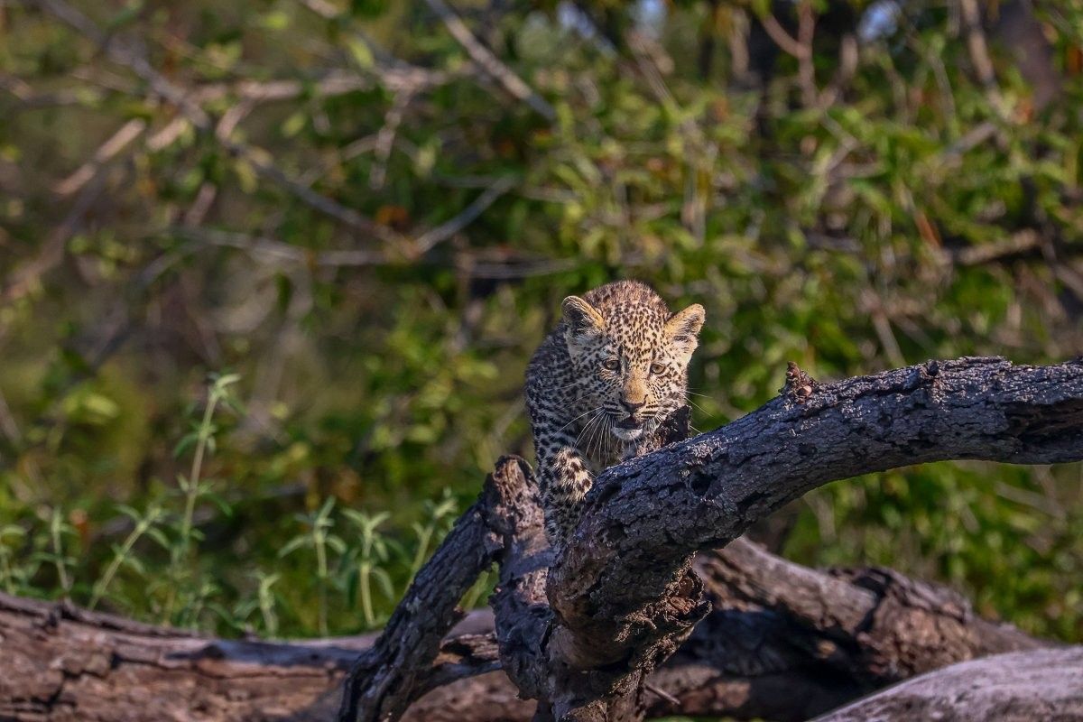 Kurhula leopardess walking through her territory