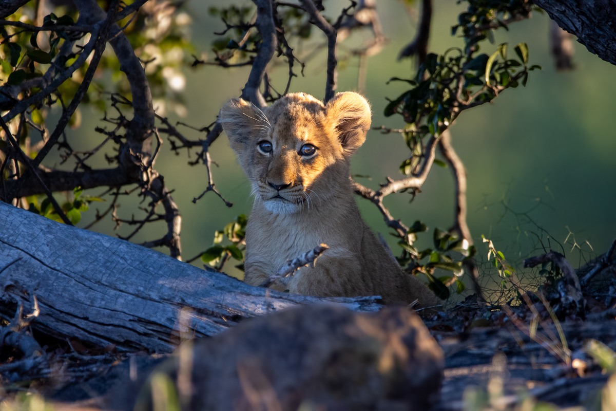 A Southern Pride cub seeks as much shade as possible