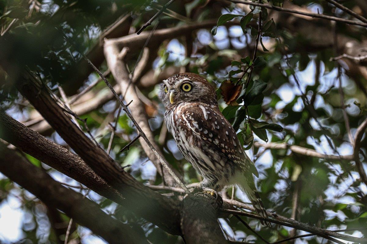 Seeing the Pearl-spotted Owlet in the wild is a special sighting and one that our guests won't soon forget.