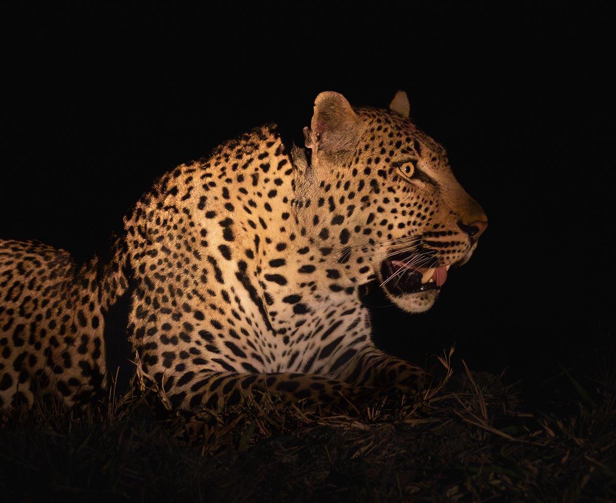 The Khulwana male leopard was found close to Bush Lodge where he has been seen regularly of late. The Khulwana male leopard was found close to Bush Lodge where he has been seen regularly of late.