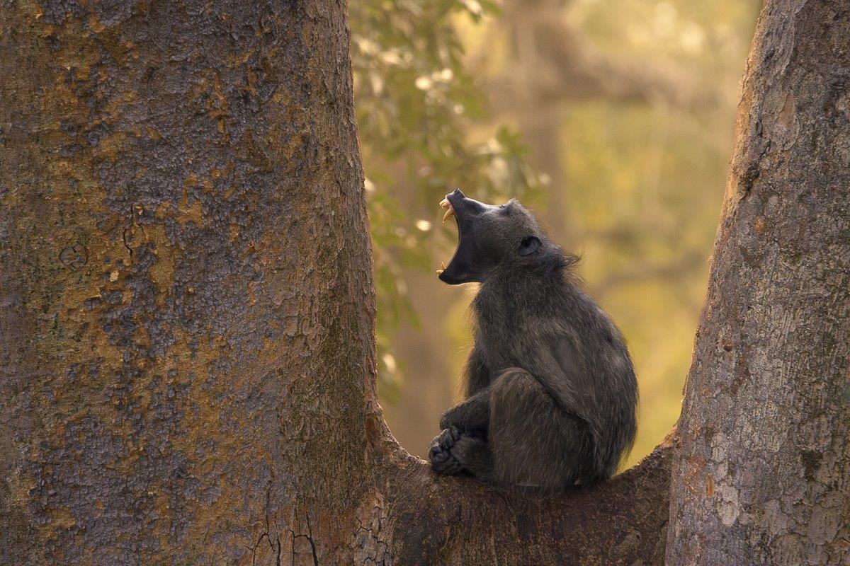 A male Chacma baboon bears his deadly teeth.