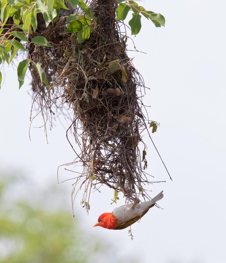 A Red-headed Weaver tends to its messy nest. 