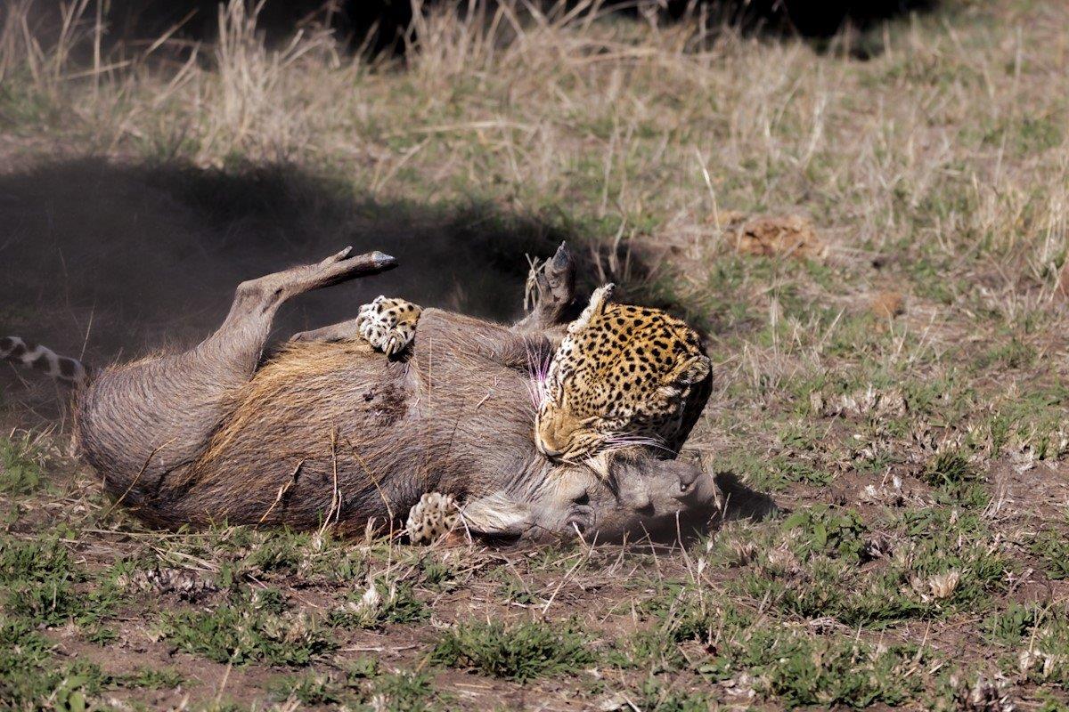 A warthog suffers a fatal bite from a dominant leopard. 