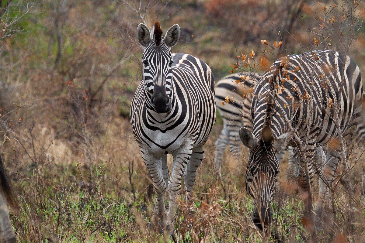 No two zebras in the world have the same striped pattern. No two zebras in the world have the same striped pattern.