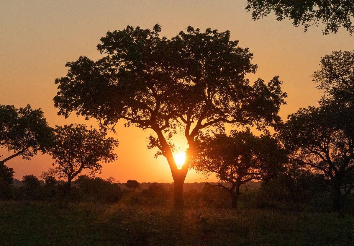 A stunning setting sun between a split in a tree. A stunning setting sun between a split in a tree.