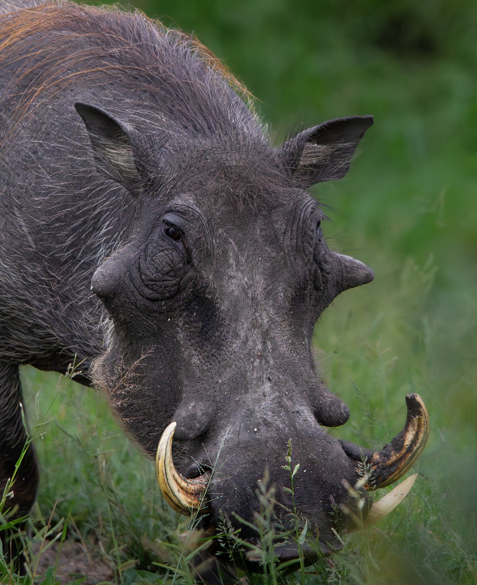 Jason Street Warthog Jason Street Warthog