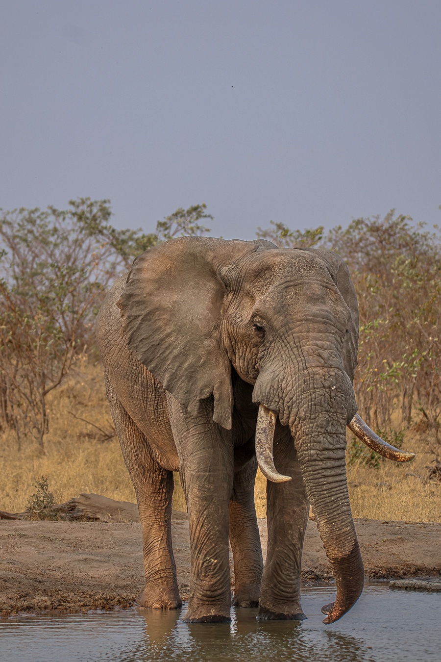 Male elephant at a waterhole. Male elephant at a waterhole.