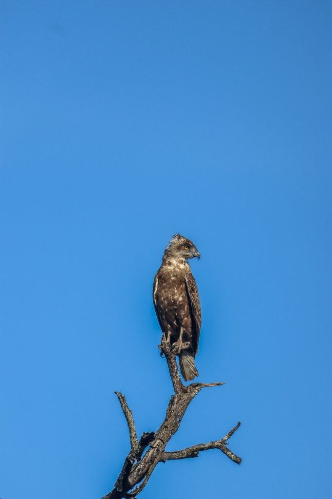 A Brown-snake eagle perches. A Brown-snake eagle perches.