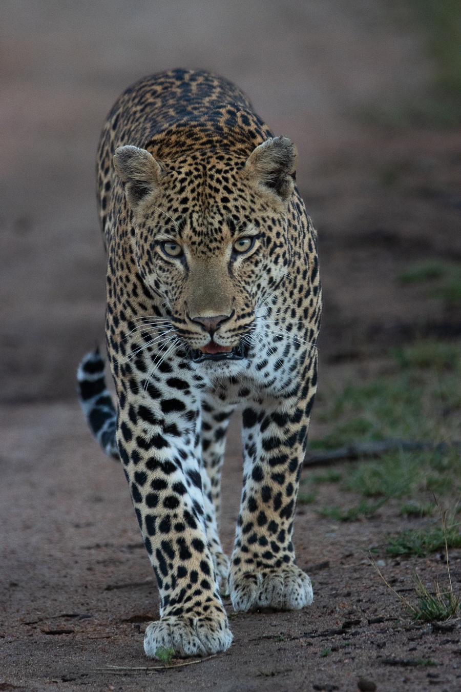 Sabi Sabi Ronald Mutero Khulwana Walks Sabi Sabi Ronald Mutero Khulwana Walks