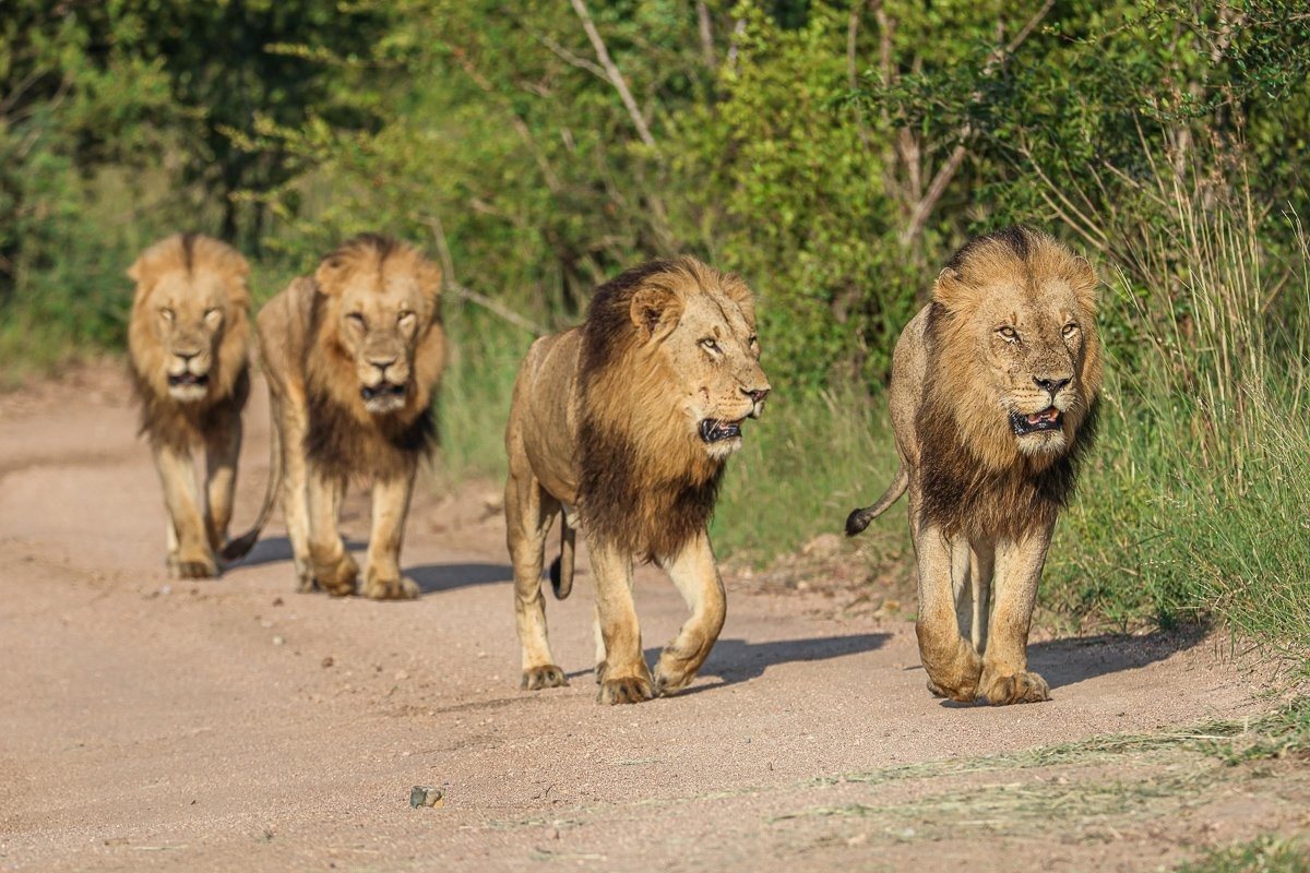 The Kambula pride walks along the road in the Sabi Sands. The Kambula pride walks along the road in the Sabi Sands.
