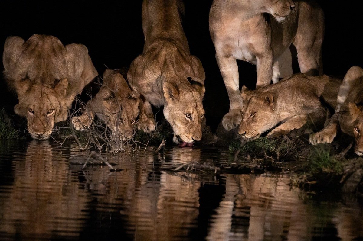 Sabi Sabi Viviane Ladner Msuthlu Pride Sabi Sabi Viviane Ladner Msuthlu Pride