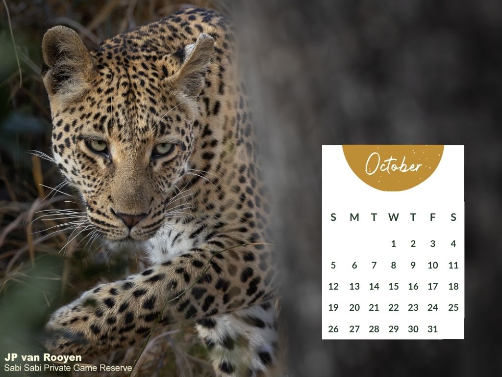 Sabi Sabi October Desktop Calendar 2025