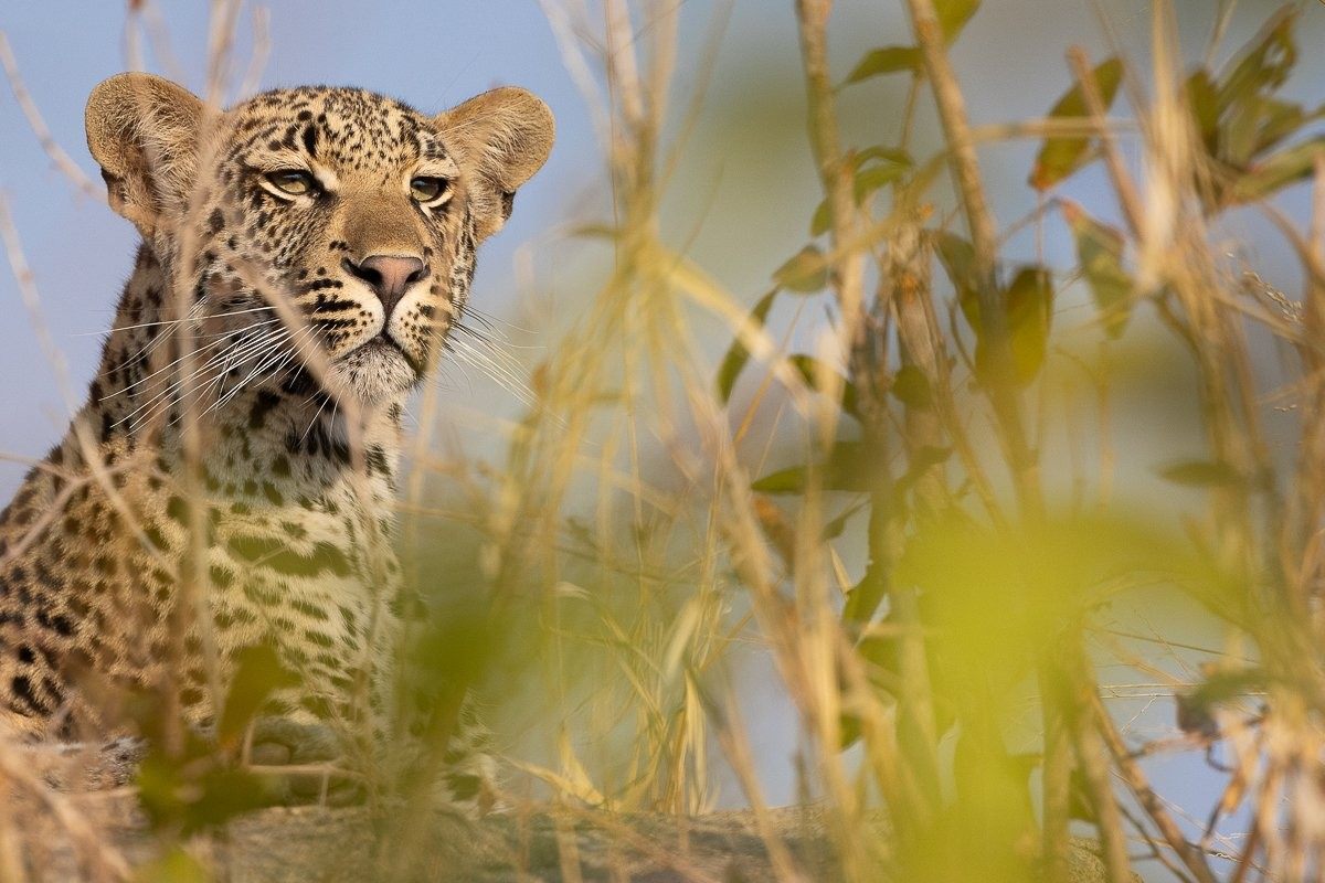 Sabi Sabi Jp Van Rooyen Golonyi Leopard Cub Sabi Sabi Jp Van Rooyen Golonyi Leopard Cub