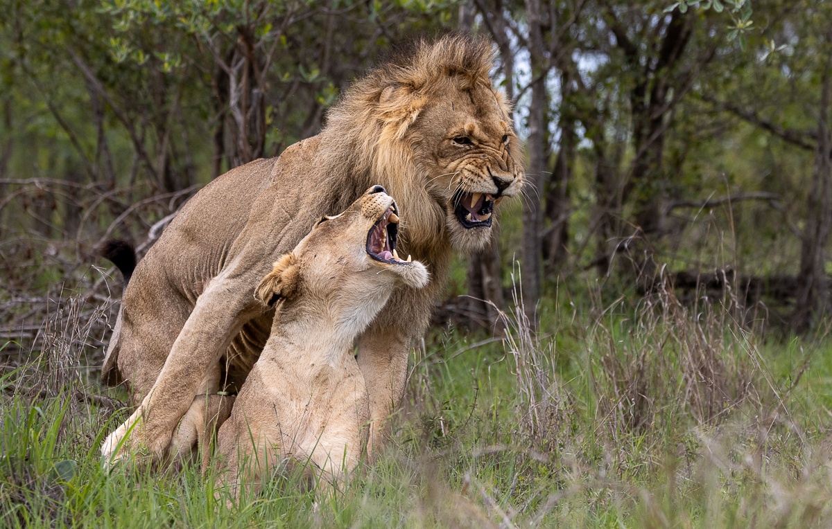Sabi Sabi Ronald Mutero Lions Mating In Bush