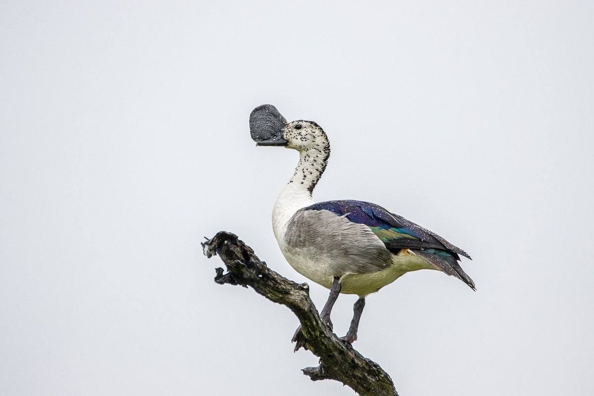 Sabi Sabi Ronald Mutero Knob Billed Duck