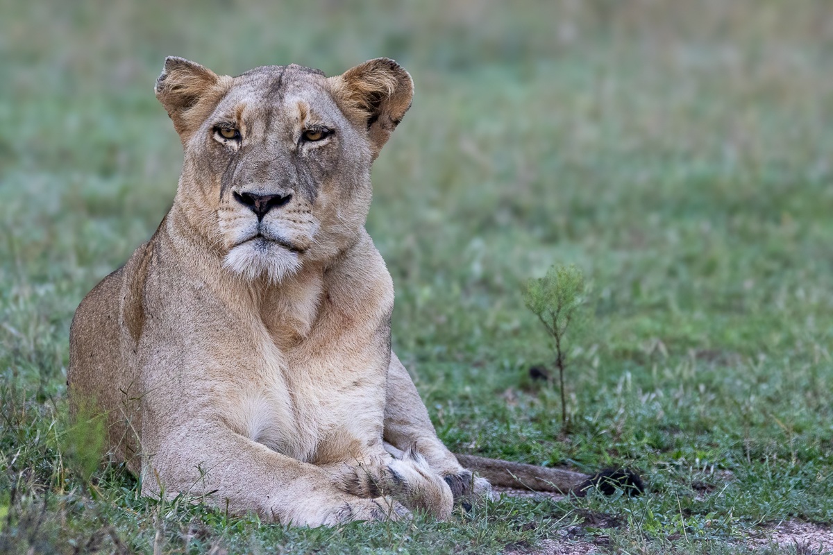 Msuthlu female lion resting near the N’waswishaka males