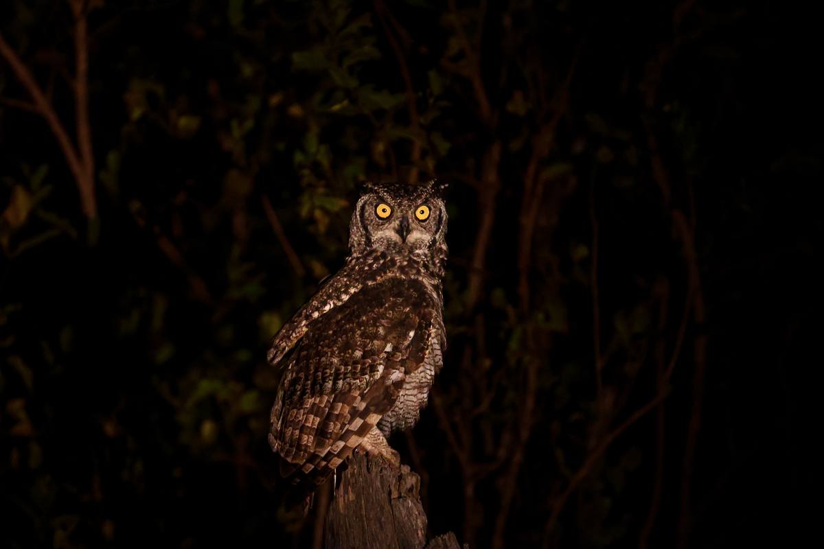 Spotted eagle-owl perched on stump scanning for prey at dusk