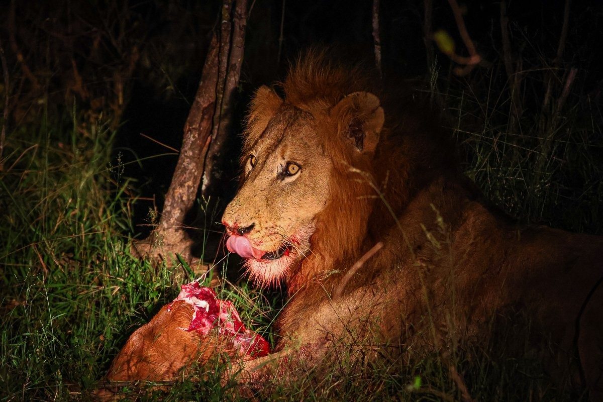 Lionesses feeding on remains of an impala kill.