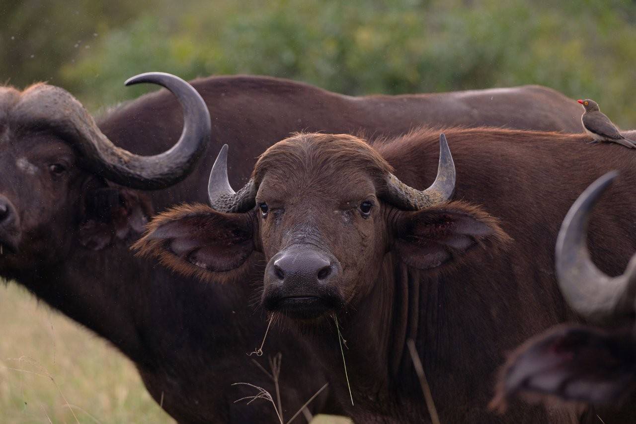 Buffalo herd watching cautiously from a clearing.