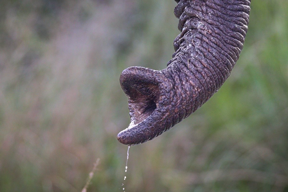 Sabi Sabi Jana Du Plessis Elephant Trunk Detail Flexibility