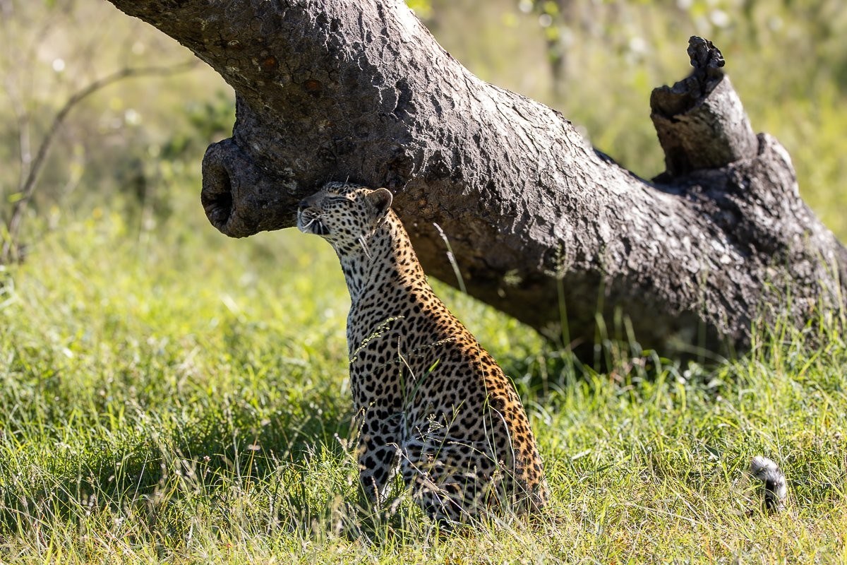 Tengile leopard moving cautiously through a riverbed while hunting.