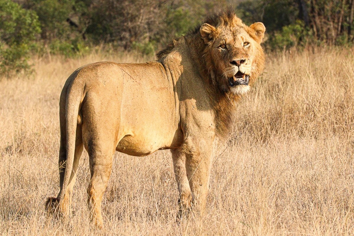 N’waswishaka male lion resting with a Msuthlu female