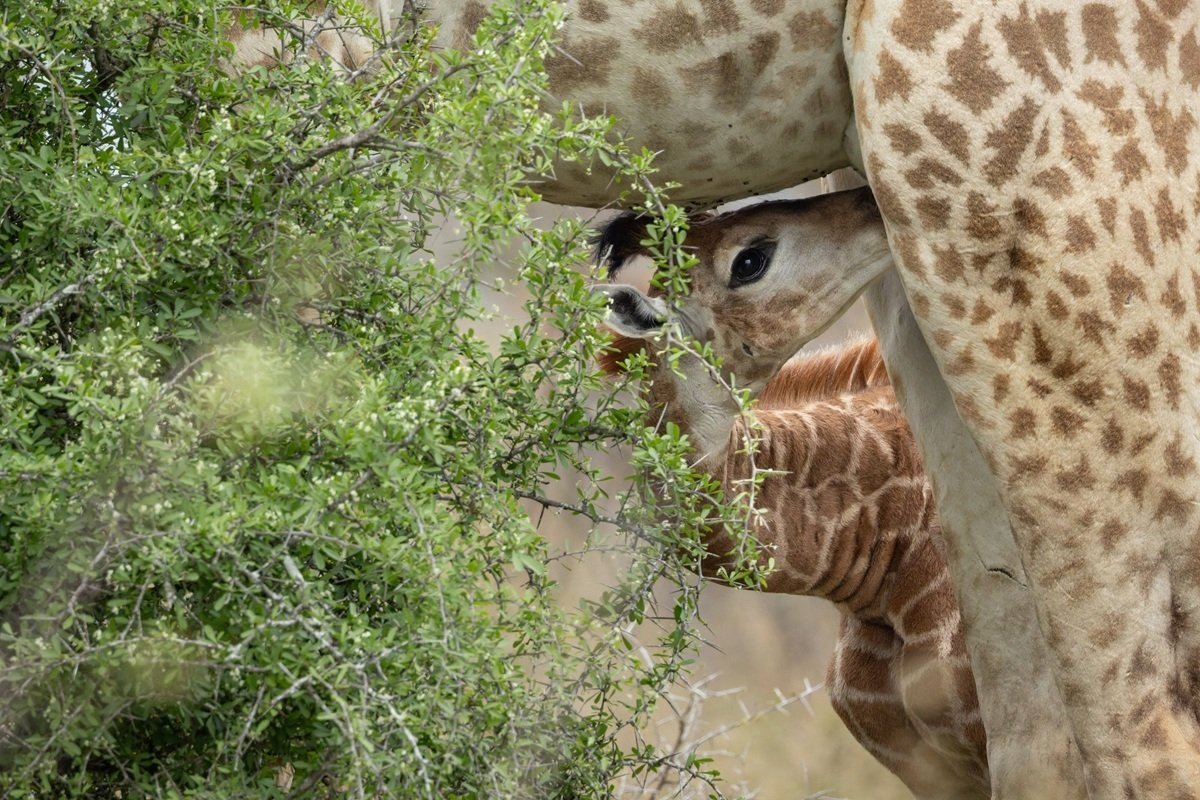 Practically newborn giraffe calf with its umbilical cord still attached.