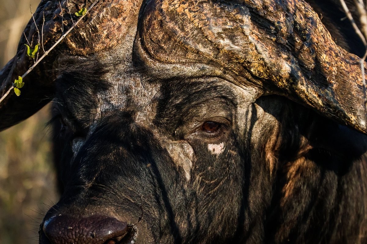 Older buffalo bull resting in a drainage line after enjoying the afternoon sun.