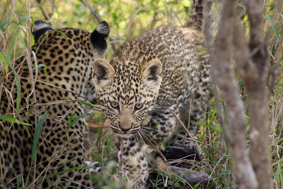 Sabi Sabi Jana Du Plessis Kurhula Leopard Cub Resting With Mother