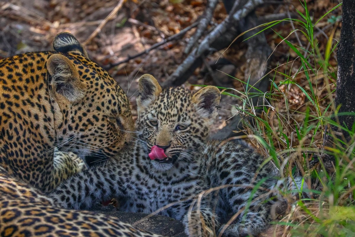 Sabi Sabi Ruan Mey Kurhula Leopardess Resting After Duiker Kill