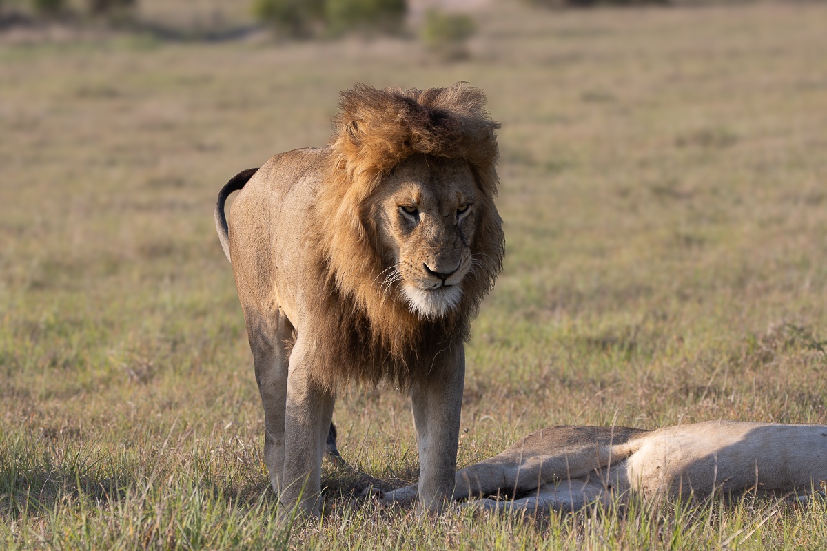 A N’waswishaka lion standing next to a resting Msuthlu Pride lioness