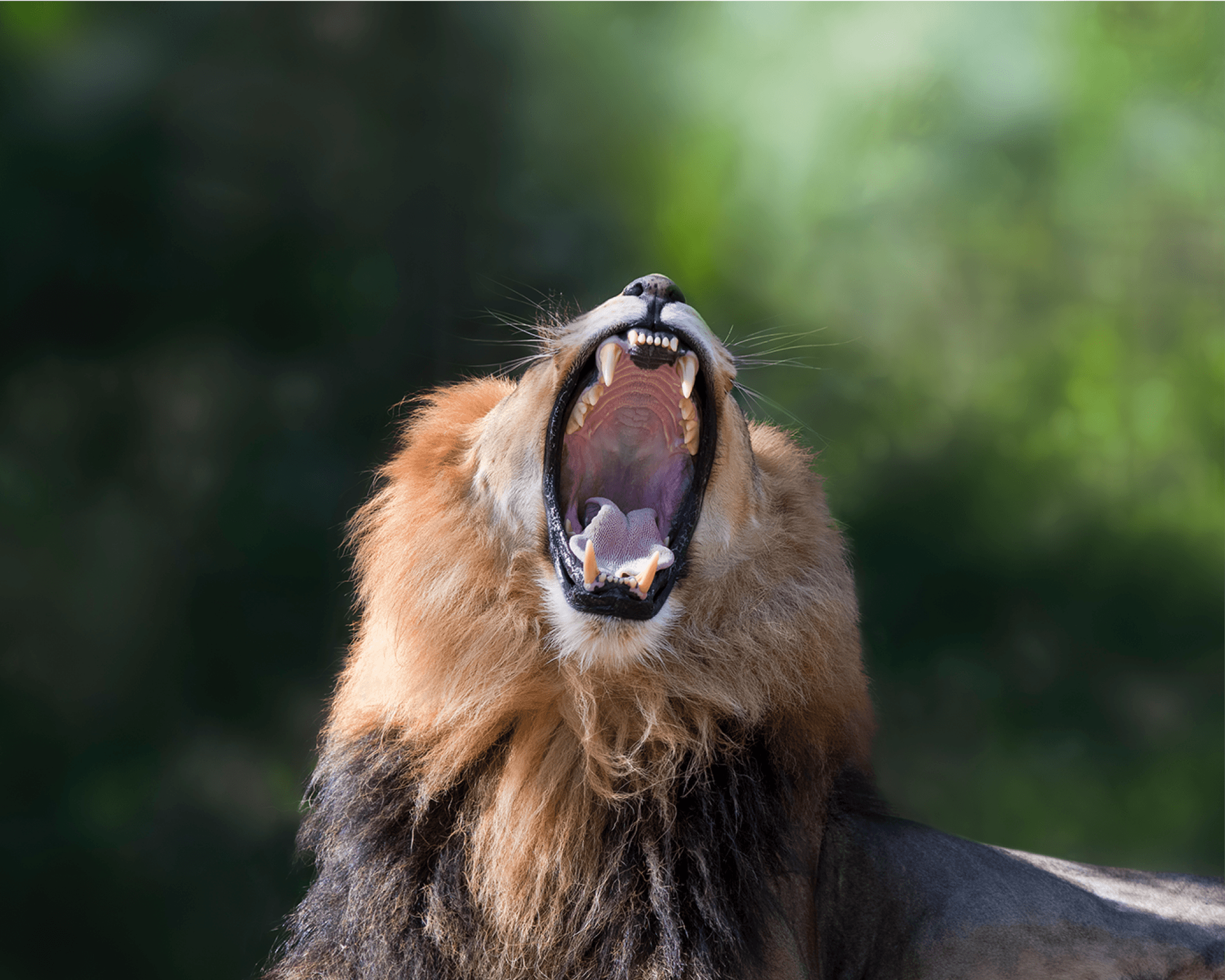 Roaring Lion Roaring Lion