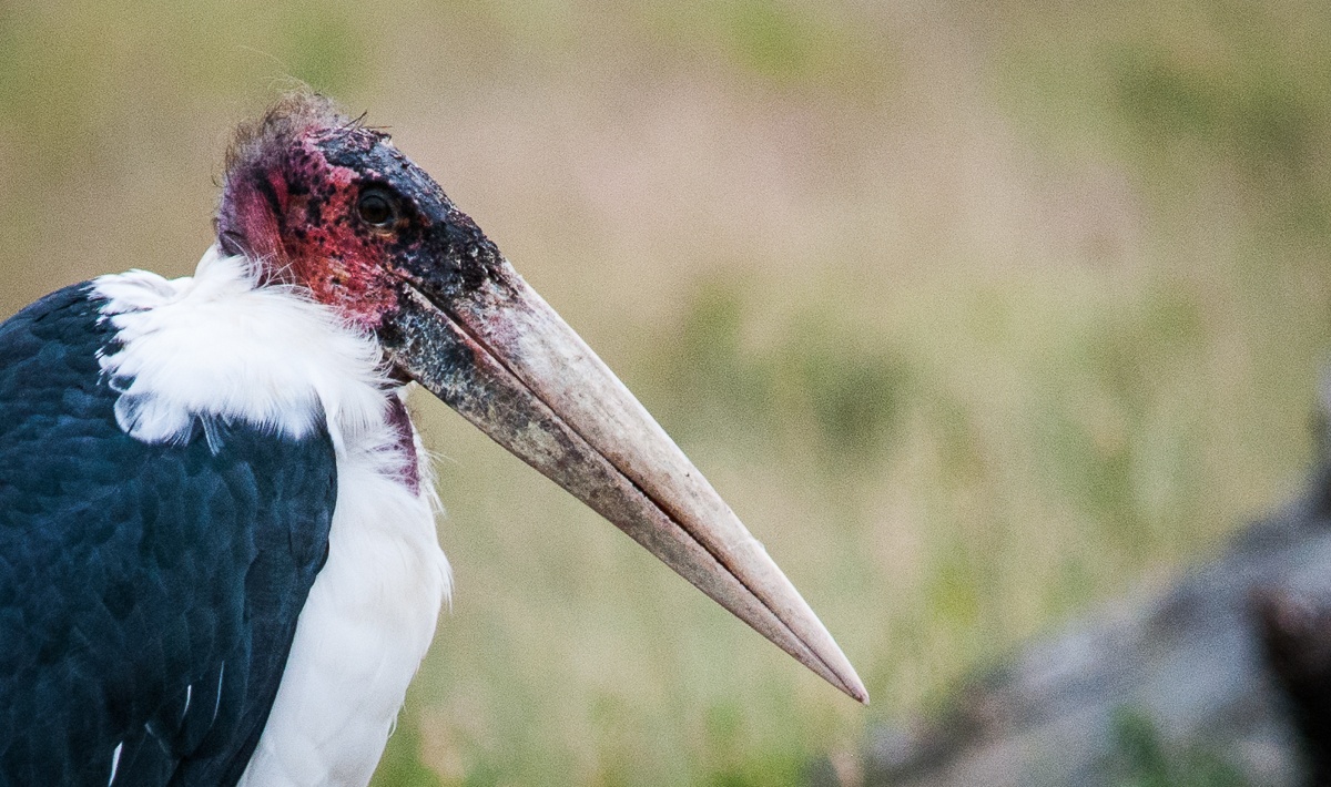 A close up of the Marabou Stork. A close up of the Marabou Stork.
