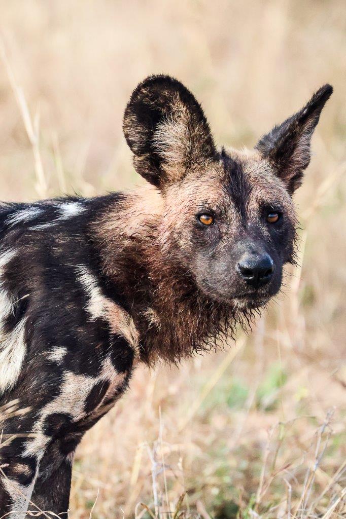 Having morning coffee at Earth Lodge, we saw what looked like the tail of a Wild Dog disappearing into the thicket in front of the lodge. Having morning coffee at Earth Lodge, we saw what looked like the tail of a Wild Dog disappearing into the thicket in front of the lodge.