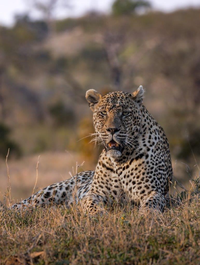 N'weti moved towards a termite mound where he lay down to catch the cool breeze and perused his home for a possible early meal.