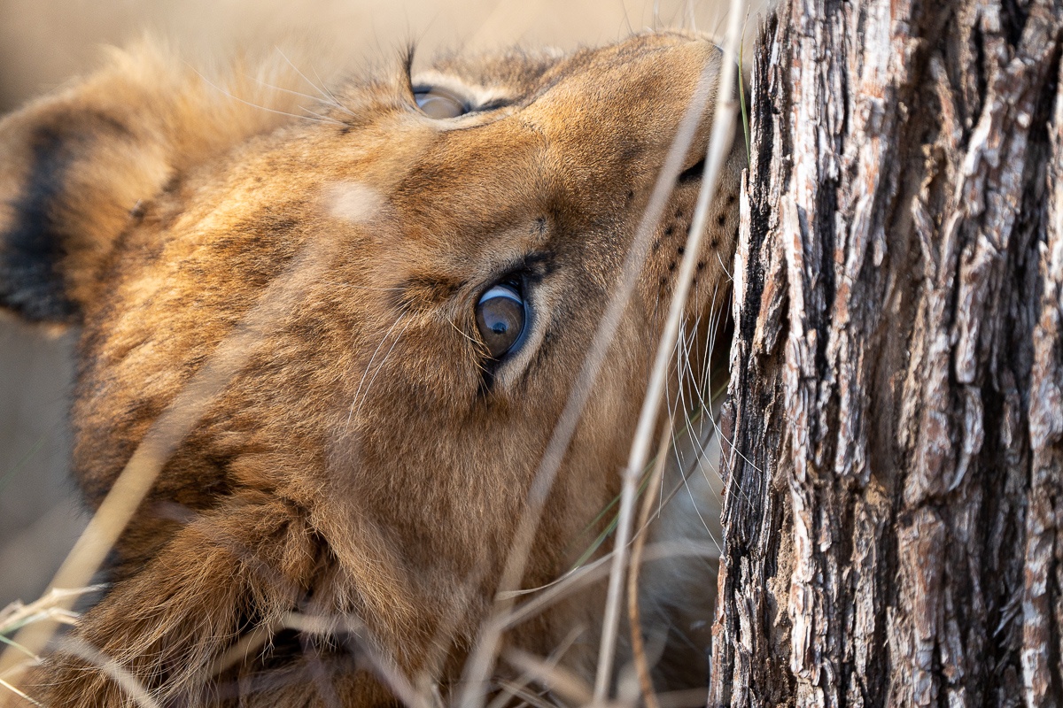 A young lion lying behind a tree is captured here in the golden light. A young lion lying behind a tree is captured here in the golden light.