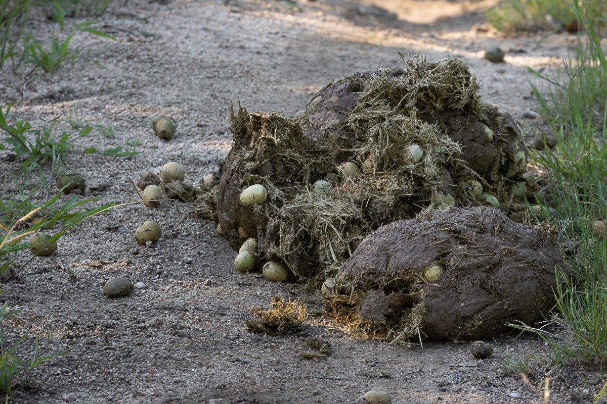 Elephants Dung Jp Van Rooyen Elephants Dung Jp Van Rooyen