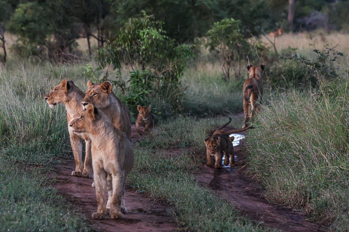 The Southern Pride lioness gave birth to two lionesses The Southern Pride lioness gave birth to two lionesses