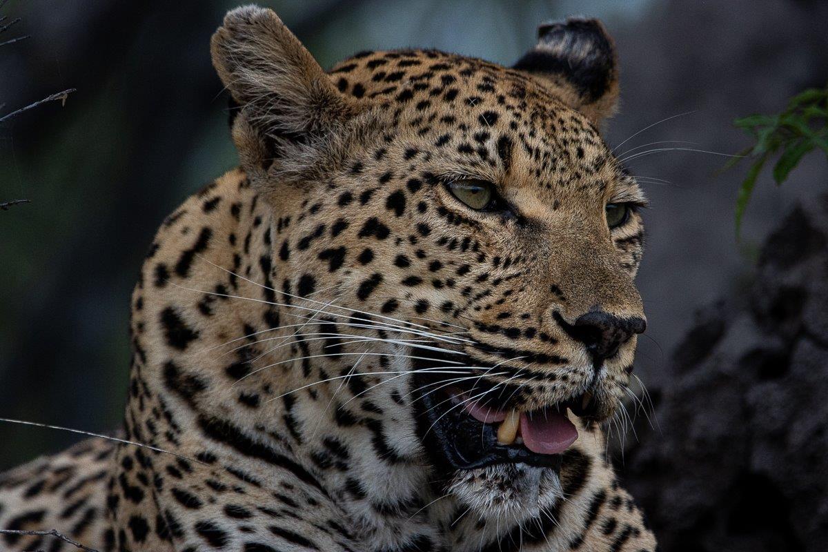 Sabi Sabi Ronald Mutero Ntsumi Leopard Sabi Sabi Ronald Mutero Ntsumi Leopard