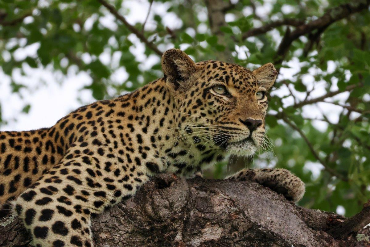 Sabi Sabi Jan Nel Tengile Female Resting Sabi Sabi Jan Nel Tengile Female Resting