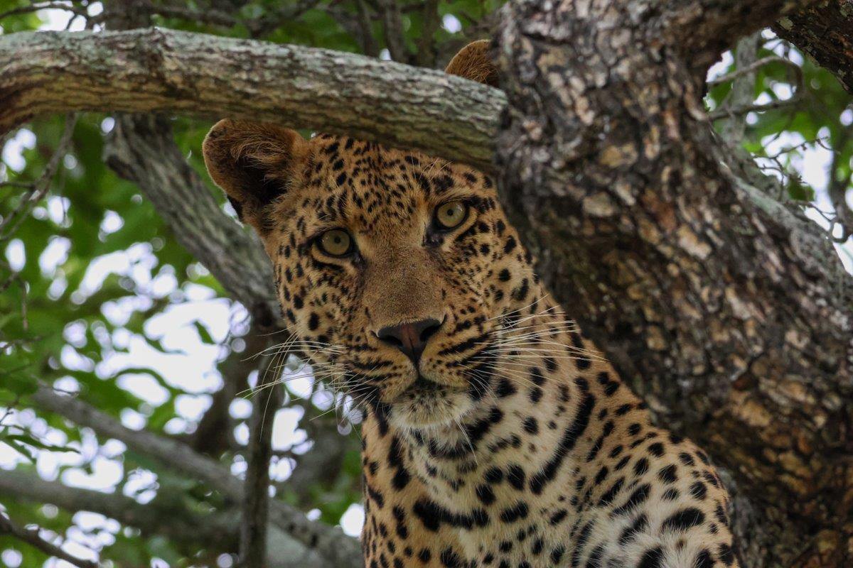 The Nottens male leopard keeps watch from the height of a tree. The Nottens male leopard keeps watch from the height of a tree.