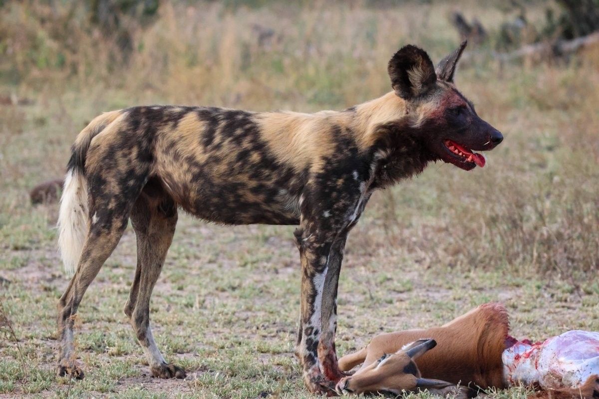 A wild dog is pictured here with blood on its face from eating its latest kill. A wild dog is pictured here with blood on its face from eating its latest kill.