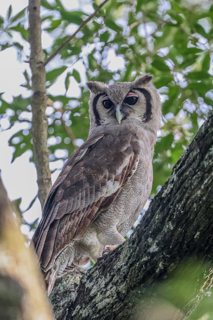 A Verreaux's eagle owl perches in a tree. A Verreaux's eagle owl perches in a tree.