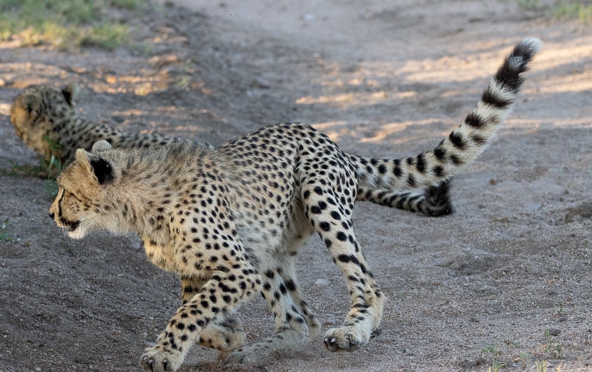 Sabi Sabi Ronald Mutero Cheetah Hunting Sabi Sabi Ronald Mutero Cheetah Hunting