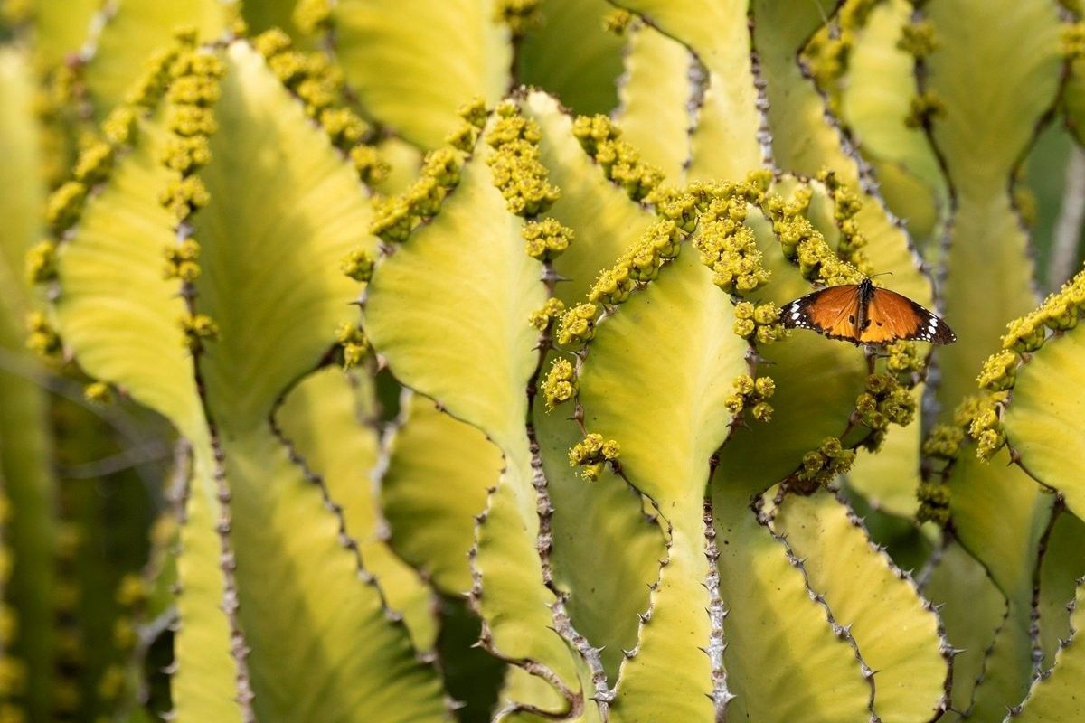 Sabi Sabi Benjamin Loon Butterfly Monarch Euphorbia Sabi Sabi Benjamin Loon Butterfly Monarch Euphorbia