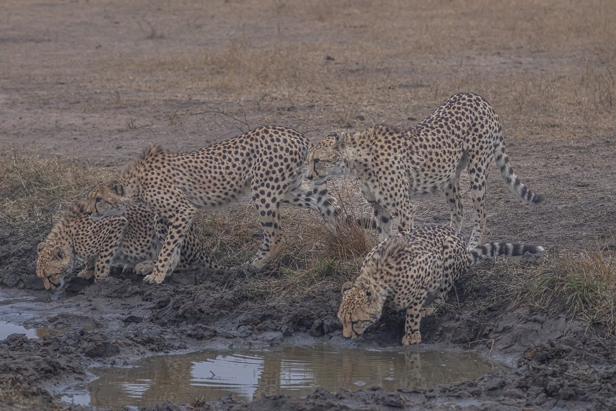 Sabi Sabi Ruan Mey Cheetah At Waterhole Sabi Sabi Ruan Mey Cheetah At Waterhole
