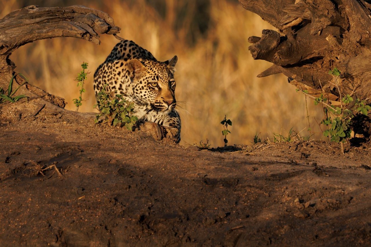 A leopard stealthily approaches a watering hole. A leopard stealthily approaches a watering hole.