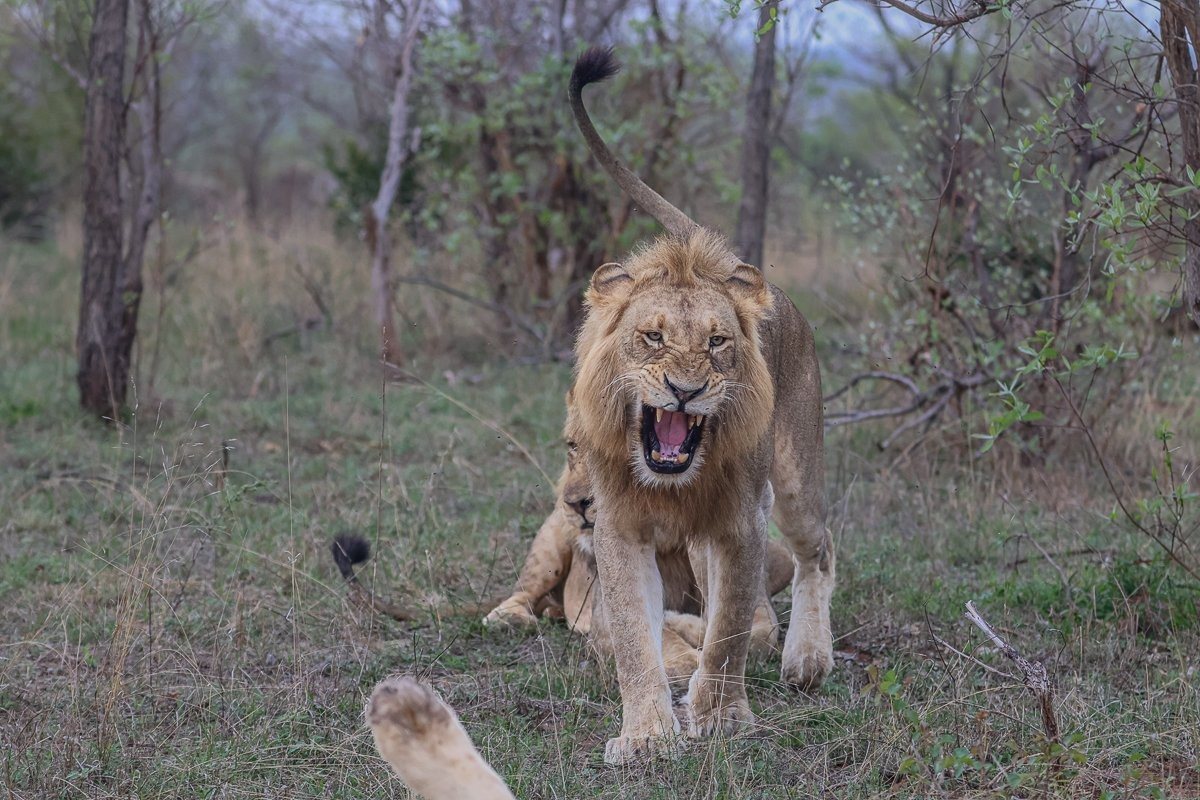 Sabi Sabi Ruan Mey Male Lion Roars Sabi Sabi Ruan Mey Male Lion Roars