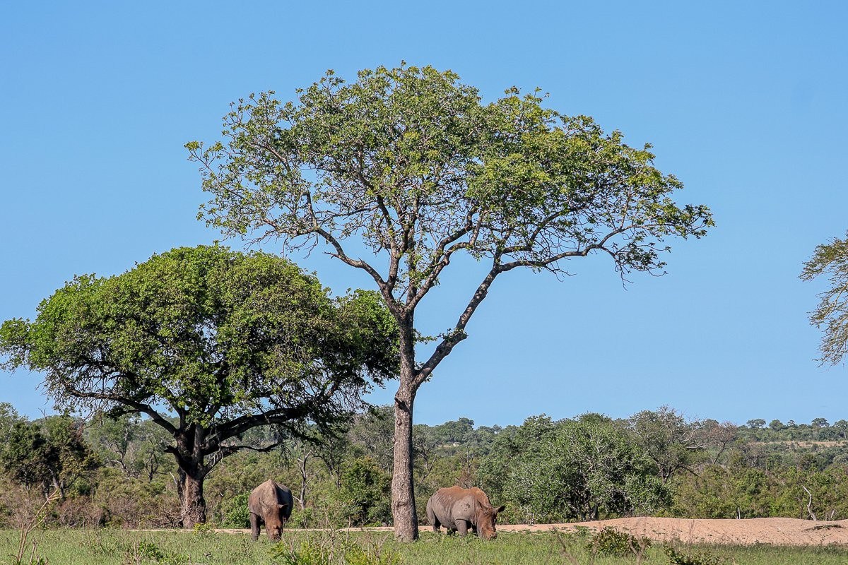 Two rhinos are seen grazing in the Sabi Sands.