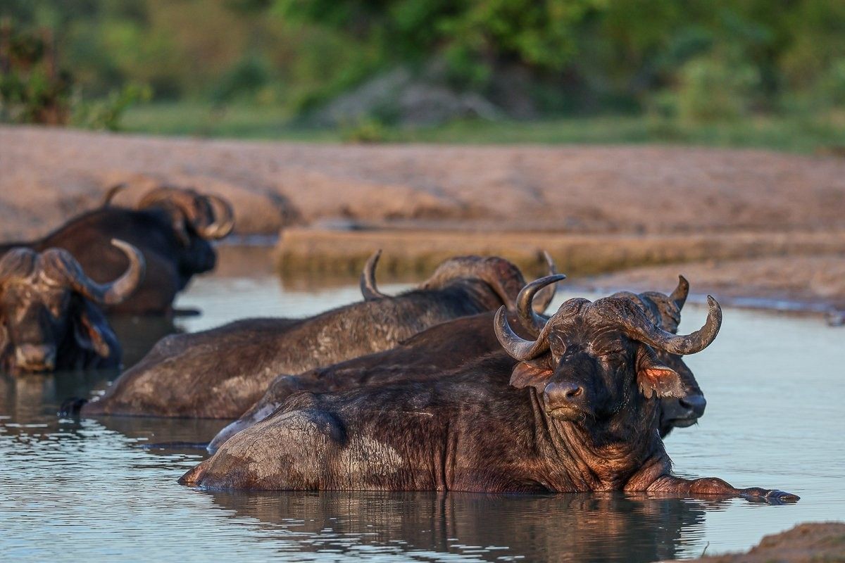 A group of buffalo bulls cooling off in the water, their large, dark bodies soaking to lower their temperature